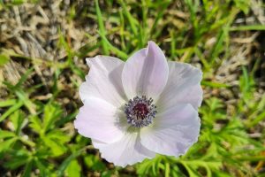 חורבת שרישה: גבעת הכלניות של שפלת יהודה