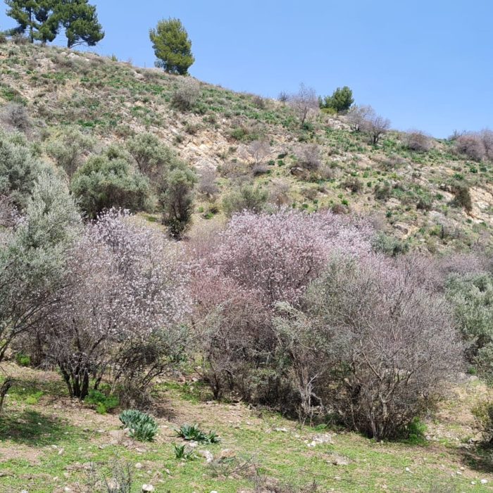 שמורת הטבע נחל ראש פינה