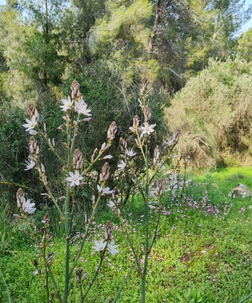שביל הבארות והבורות – פארק בריטניה