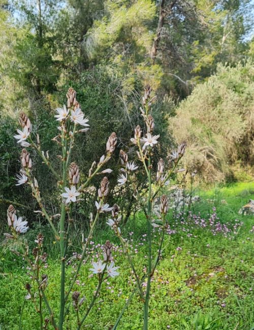 שביל הבארות והבורות – פארק בריטניה