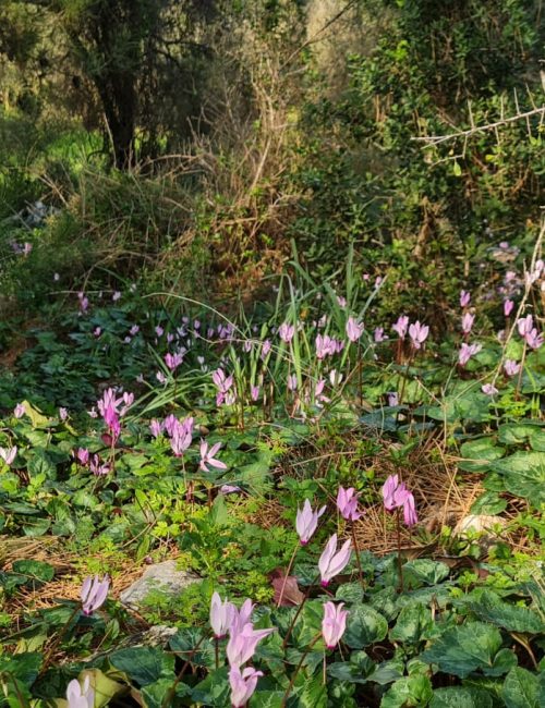 שביל הבארות והבורות – פארק בריטניה