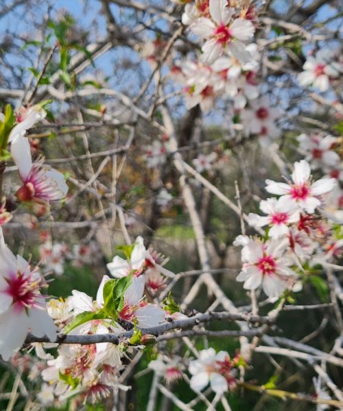 שביל הבארות והבורות – פארק בריטניה