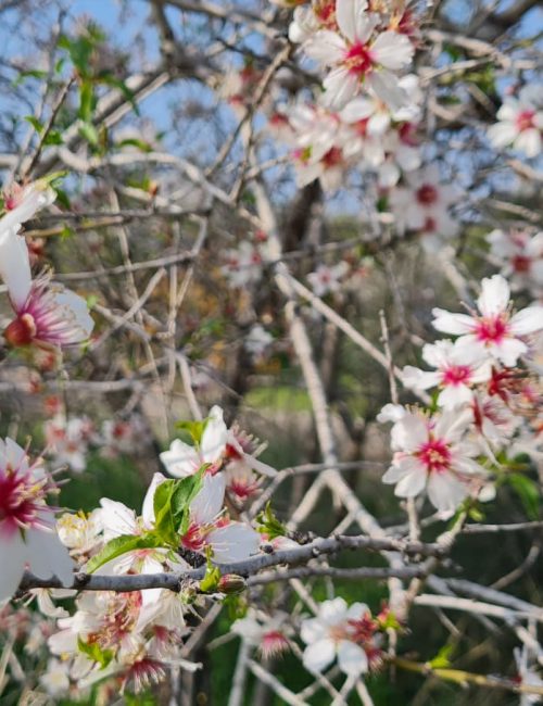שביל הבארות והבורות – פארק בריטניה