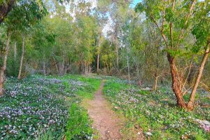 חניון יופ ווסטרוויל יער גלעד – פריחה ברמות מנשה