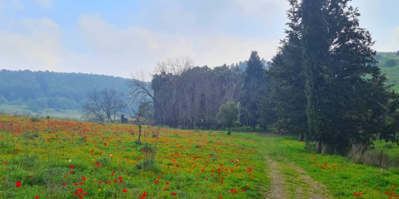 מסלול בשביל רמות מנשה – נופים מרהיבים ופריחה צבעונית