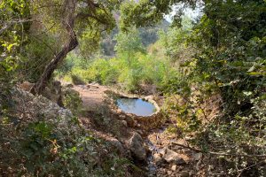 עין אחוזה ועין התאנה - נחל אחוזה