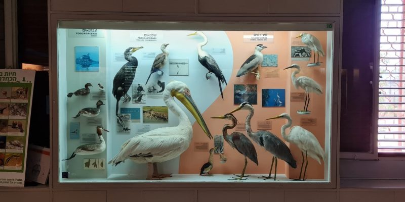 מוזיאון בית אושיסקין – המרכז הגלילי לטבע