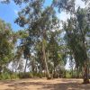טחנת אבו רבאח – גן לאומי ירקון מקורות הירקון