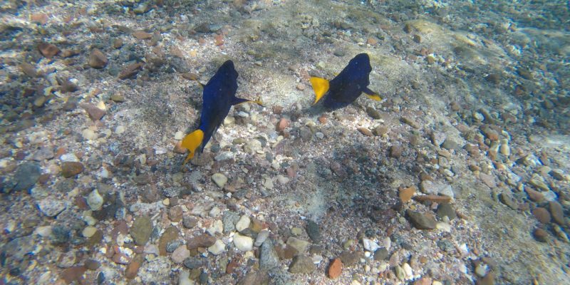 שמורת טבע חוף האלמוגים