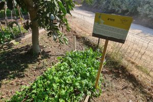 משק הלברכט גינת אוכל
