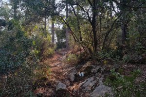 שביל נועם ביער עופר: טיול חווייתי ביער מהאגדות