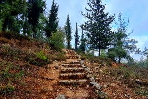 שביל הארז – יער ירושלים