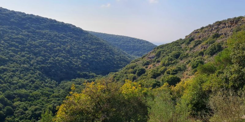 שמורת הטבע נחל יחיעם: טיול ביער טחוב וקסום - בשביל המשפחה