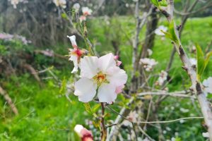 יער מסריק – יער שריד