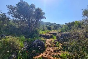 שביל האחוזה - רמת הנדיב