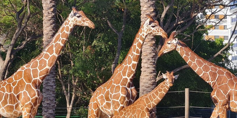 פסח של חיות ודרקונים בחי פארק קריית מוצקין