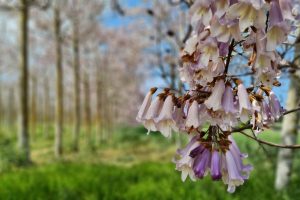 חורשת הפאולינות בנצר סירני
