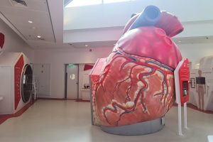 תערוכת "הלב" - מוזיאון הרפואה בטכנודע