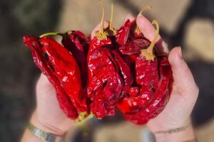 פסטיבל הפפריקה ה 14 בחוות התבלינים סוכות 2023