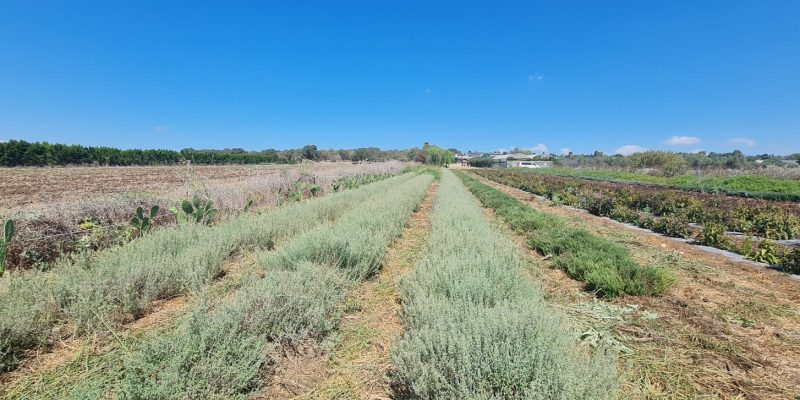 חוות התבלינים בית לחם הגלילית