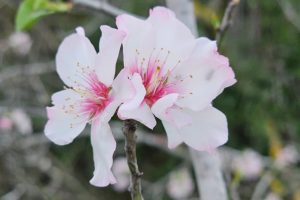 גבעת שר: מסלול פריחה עם נוף ושרידי ארכאולוגיה