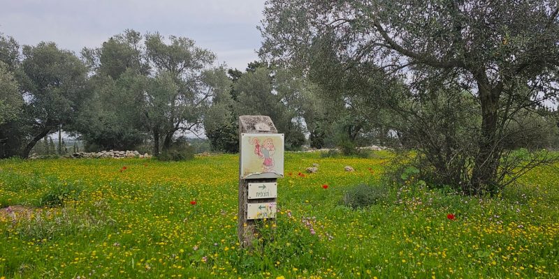 גבעת הברושים: מסלול פריחה ותצפית על הרי יהודה