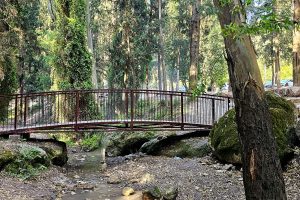 גשר העץ בחניון פז נחל גחר