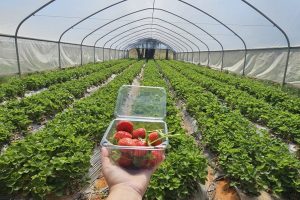 תות בקיבוץ: קטיף תותים, פרחים וירקות העונה