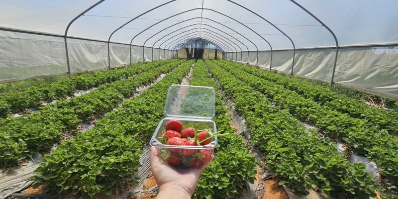 תות בקיבוץ: קטיף תותים, פרחים וירקות העונה