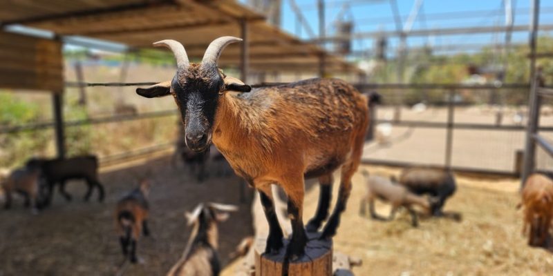 משק ברגר: חוויה קסומה לכל המשפחה בלב השרון