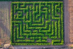 באדיבות: קלחים ומבוכים