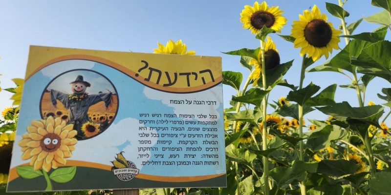 באדיבות: קלחים ומבוכים