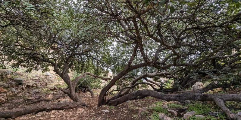 נחל צביה ומתלול אבינדב: שמורת טבע גלבוע מזרחי