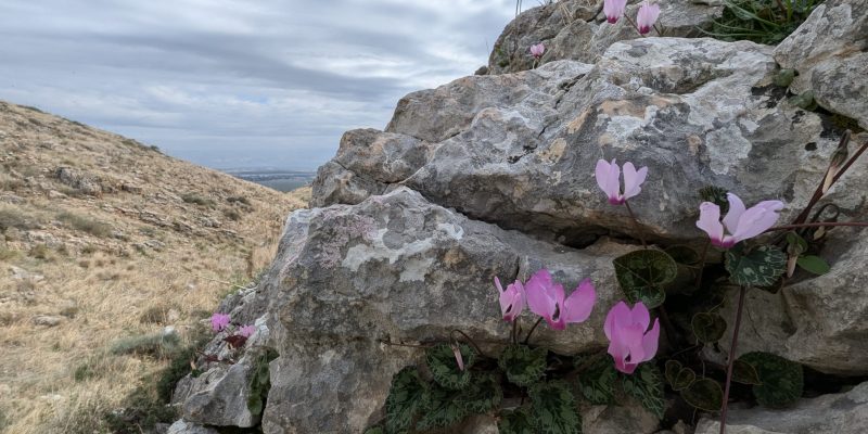 נחל צביה ומתלול אבינדב: שמורת טבע גלבוע מזרחי