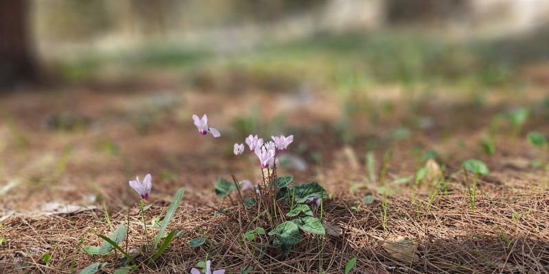 פריחת הרקפות בהר העגול