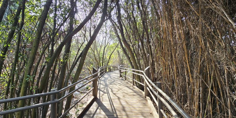 שמורת הטבע תל דן