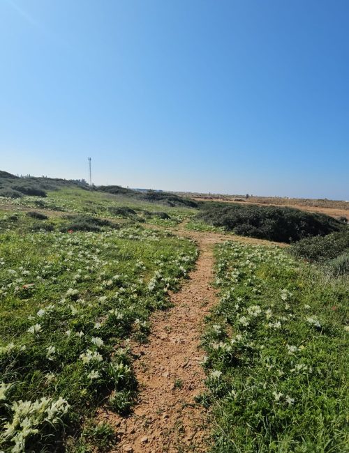 גבעת הפרחים וגבעת הצבעונית: החלק שקרוב לבריכות הדגים ומעיין הצבי