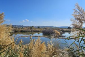שמורת טבע ביצת נחל דליה