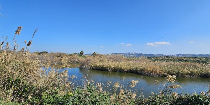 שמורת טבע ביצת נחל דליה