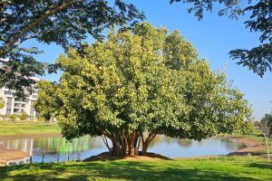 פארק גליל ים הרצליה