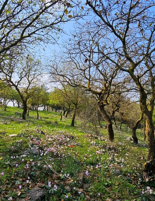 פריחת הרקפות בחניון אורן זמיר