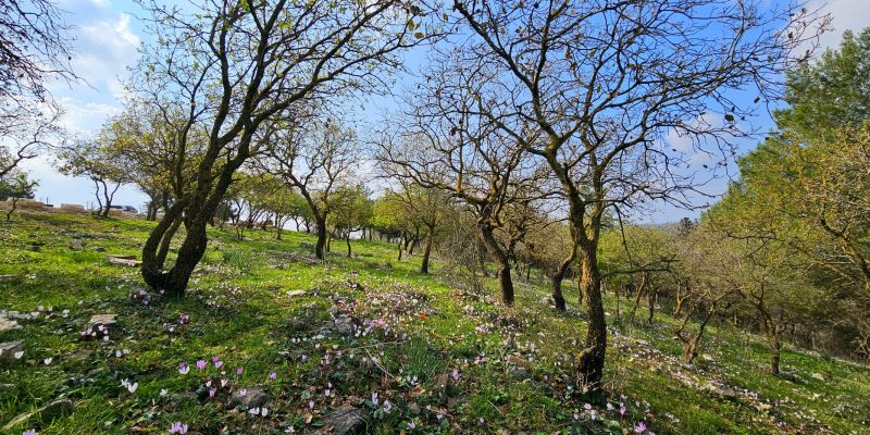 פריחת הרקפות בחניון אורן זמיר