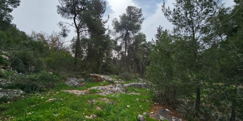 תל זאבים בחריש