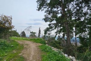 תל זאבים בחריש