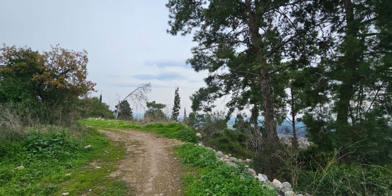 תל זאבים בחריש