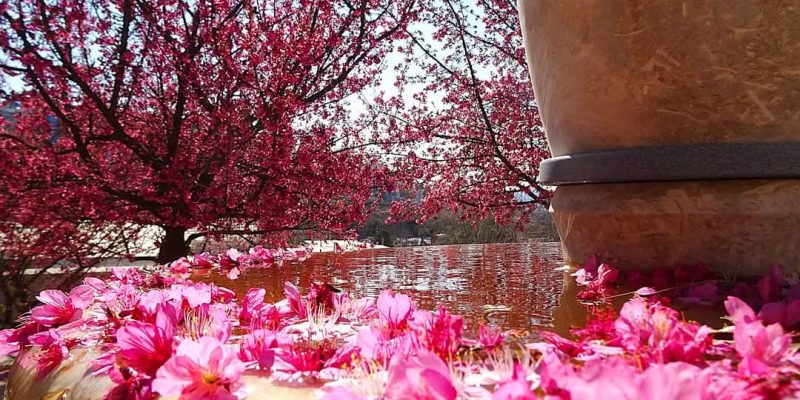 פסטיבל הסאקורה פריחת הדובדבן היפני בגן הבוטני גבעת רם ירושלים קרדיט צילום אדיר יוגב