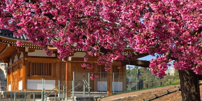 קרדיט צילום אדיר יוגב