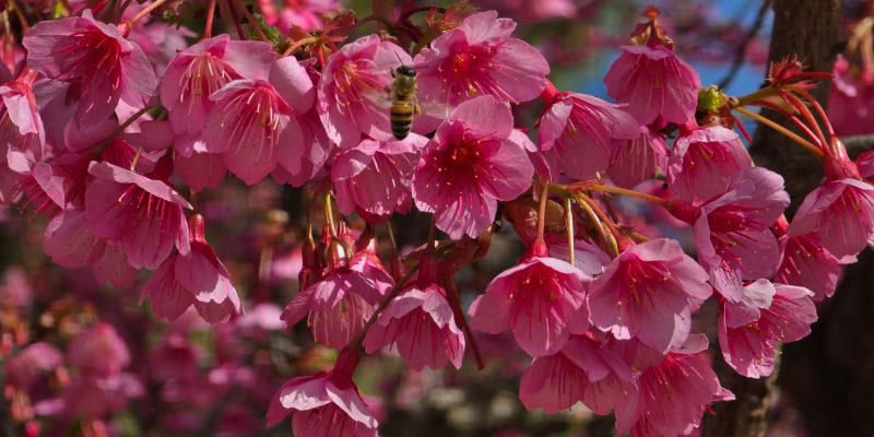 פסטיבל הסאקורה פריחת הדובדבן היפני בגן הבוטני גבעת רם ירושלים קרדיט צילום אדיר יוגב