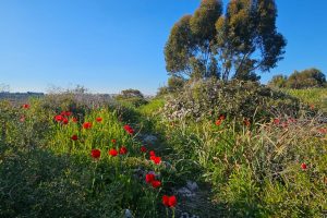 פריחה חורפית של הנוריות בחורבת מלח