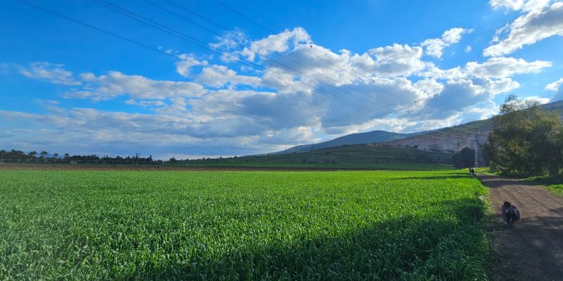 התריס: פוד טראק בשרי משובח אל נוף העמק